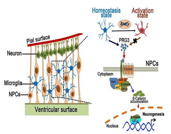 焦建伟研究组揭示胚胎期小胶质细胞稳态调控神经发育的新机制