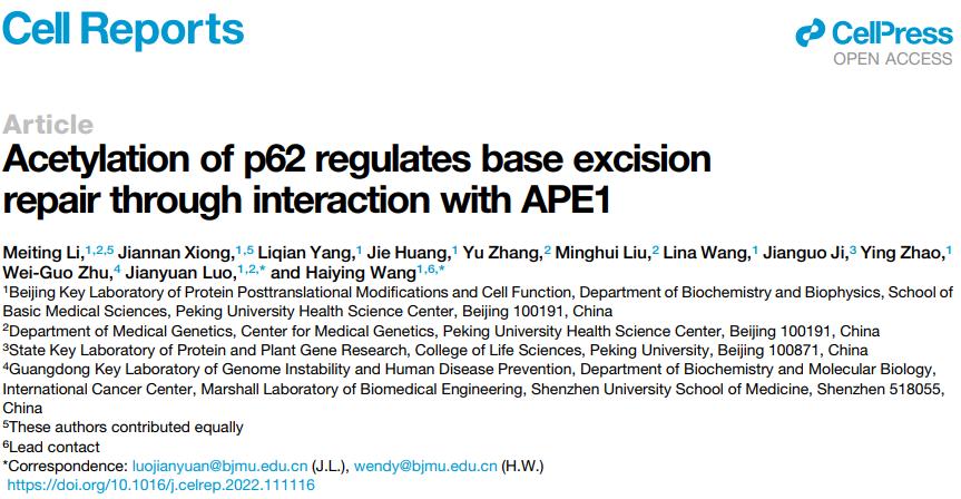 Cell Reports |罗建沅/王海英团队发现自噬受体蛋白p62 调控DNA损伤修复的新机制