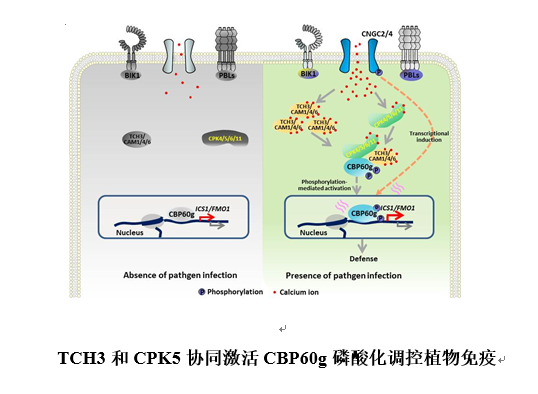 微生物所研究发现植物免疫途径钙信号解码调控新机制