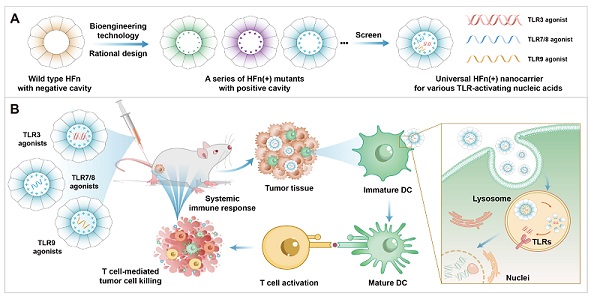 铁蛋白-核酸递送系统增强肿瘤免疫治疗研究取得新进展