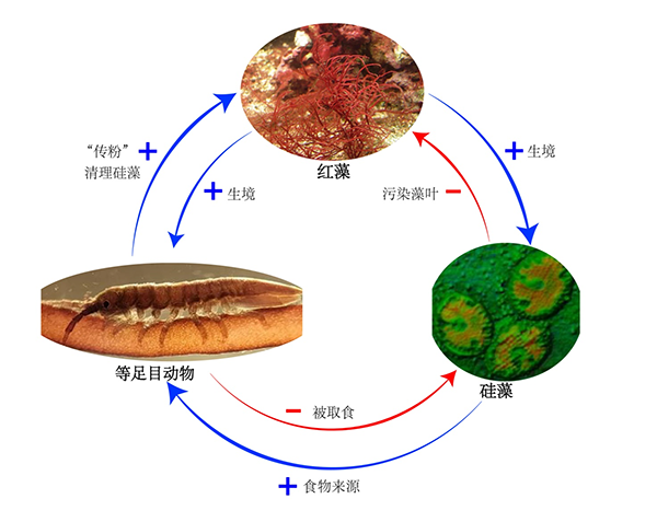 昆明植物所科研人员应邀发表绿色植物起源之前是否存在传粉现象的评述