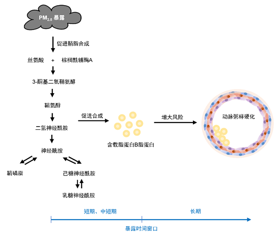 环境学院朱彤团队发现大气污染影响动脉粥样硬化的潜在分子机制