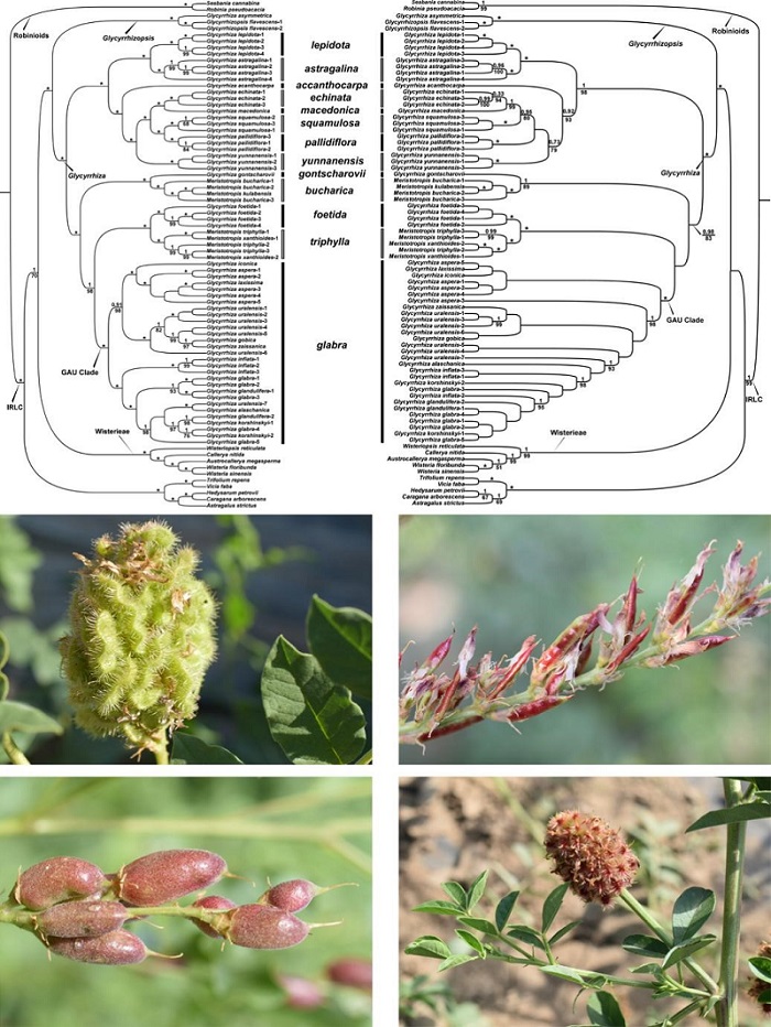 华南植物园在甘草族分类与进化研究获进展